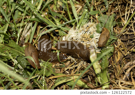 Close up of slugs on a moist ground after the rain 126122572