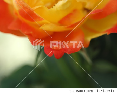 Droplets on yellow petals 126122613