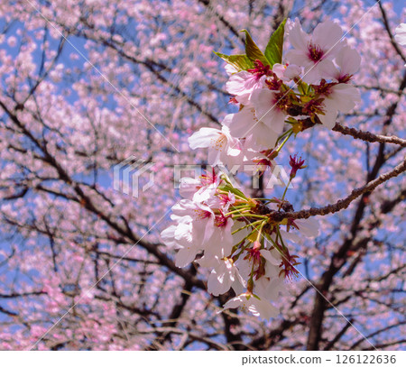 花卉公園 染井吉野櫻花 2-10 花卉公園 染井吉野櫻花 2-10 126122636