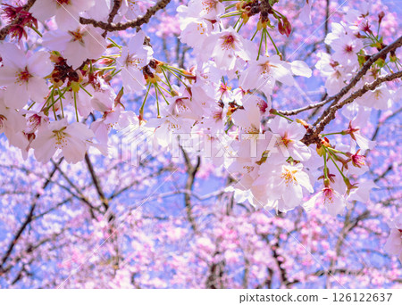 花卉公園染井吉野櫻花2-11 126122637