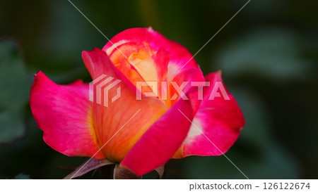 Red roses are the dessert piece of the former Furukawa Gardens. 126122674