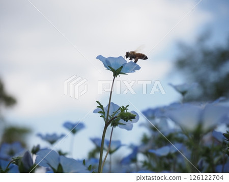 粉蝶花和飛蜂 粉蝶花和飛蜂 126122704