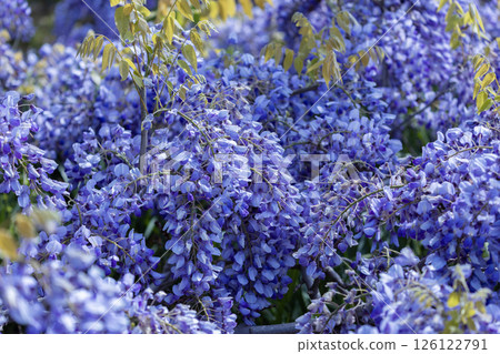 紫色的花開在春天 126122791