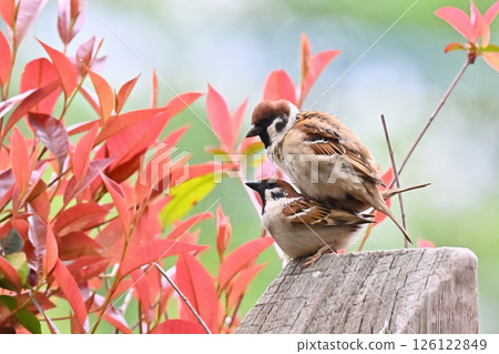 Two friendly sparrows, male and female (male and female are for illustration purposes only) Two friendly sparrows, male and female (male and female are for illustration purposes only) 126122849