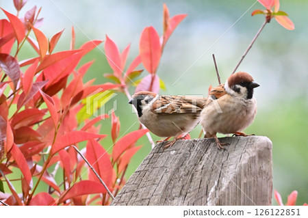 Two friendly sparrows, male and female (male and female are for illustration purposes only) 126122851
