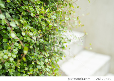 Image of bellflower (stock photo) 126122879