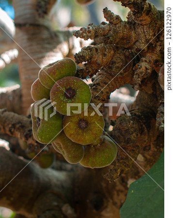 Close-up of green figs growing on a textured tree branch in natural light 126122970