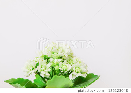 Kalanchoe plant in pot with white flowers on light background 126123048