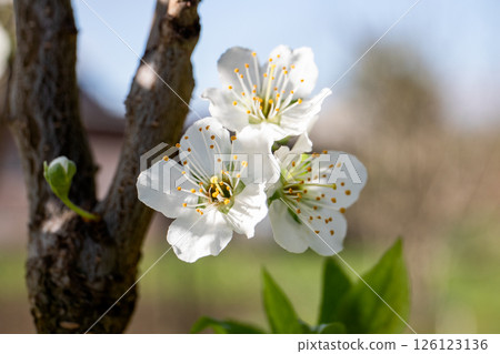 Horticulture and Fruit Growing. White Blossoms on Fruit Tree Branch in Spring Horticulture and Fruit Growing. White Blossoms on Fruit Tree Branch in Spring 126123136