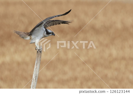 Osprey flapping its wings on a perch in the marshland, searching for prey Osprey flapping its wings on a perch in the marshland, searching for prey 126123144