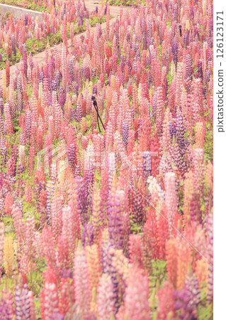 栃木縣鹿沼市花木中心的羽扇豆田 126123171