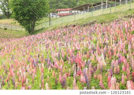 栃木縣鹿沼市花木中心的羽扇豆田 126123181