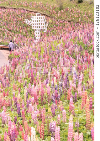 栃木縣鹿沼市花木中心的羽扇豆田 126123182