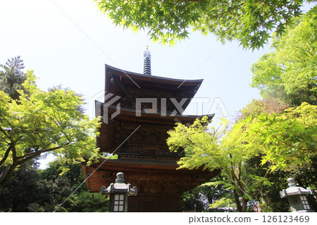 Fresh green of Gotokuji 126123469