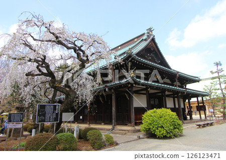 Cherry blossoms at Gotokuji 126123471