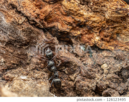 Close-Up of Black Ants on Rotting Wood in Natural Habitat Close-Up of Black Ants on Rotting Wood in Natural Habitat 126123495