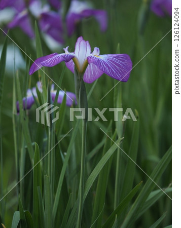 A close-up photograph of an iris flower with focus on the flower A close-up photograph of an iris flower with focus on the flower 126124094