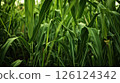 Vibrant sugar cane plantation. Generative AI 126124342