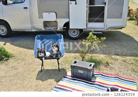 Auto camping with my dog Chihuahua camper 126124359