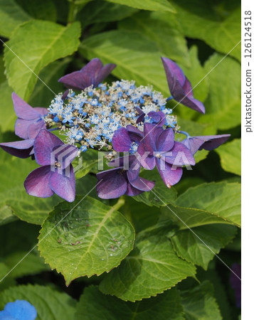Purple wet hydrangea wet in the rain 126124518