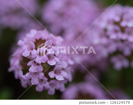 Purple flowers blooming in May: Ibuki Musk Grass Purple flowers blooming in May: Ibuki Musk Grass 126124579