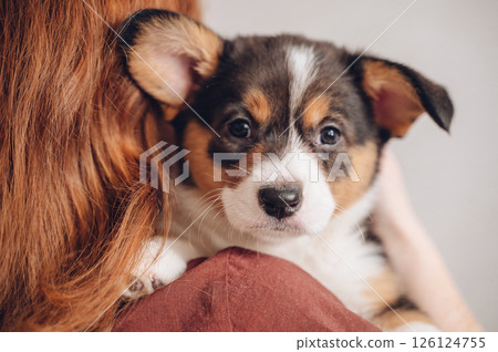 Curious and cute corgi puppy looking at camera, pet love and companionship concept Curious and cute corgi puppy looking at camera, pet love and companionship concept 126124755