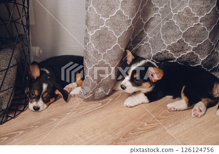 Curious and cute corgi puppy looking at camera, pet love and companionship concept 126124756