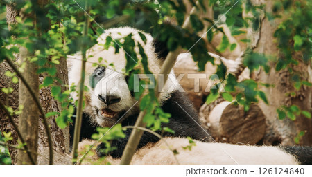 Giant Pandas Play. Bear Or Simply, Is Bear Species Endemic To China. Panda Diplomacy. Travel To China. National Symbol Of China, Personifying Sincerity, Friendliness, Tolerance And Kindness. Discover Giant Pandas Play. Bear Or Simply, Is Bear Species Endemic To China. Panda Diplomacy. Travel To China. National Symbol Of China, Personifying Sincerity, Friendliness, Tolerance And Kindness. Discover 126124840