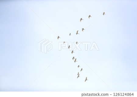成群飛翔的白鷺 126124864