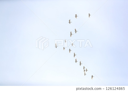 Egrets flying in a flock 126124865