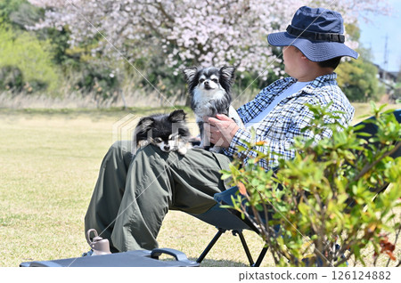 A man camping with his dog while watching the cherry blossoms Long-coated Chihuahua 126124882