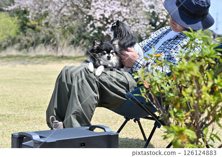 A man camping with his dog while watching the cherry blossoms Long-coated Chihuahua 126124883