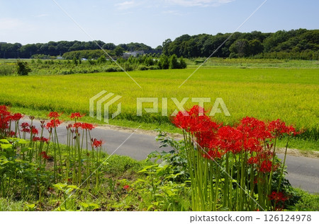 Minuma rice fields and red spider lilies 126124978