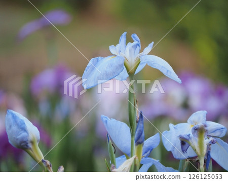 Iris that gets wet in the rain 126125053