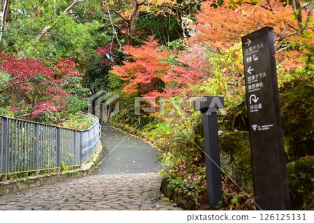 湯河原町萬葉公園湯河原總湯散步道、秋葉及路線 126125131