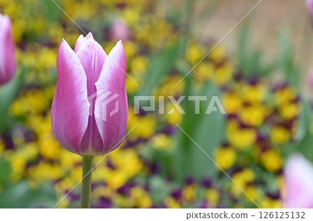 盛開在春天花壇的粉紅色鬱金香花 126125132