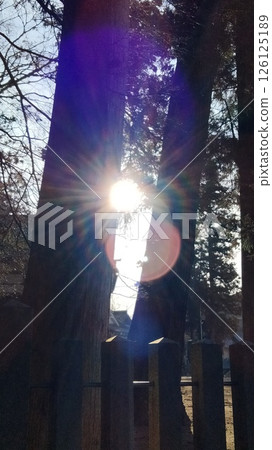 Cedar trees and the setting sun Cedar trees and the setting sun 126125189