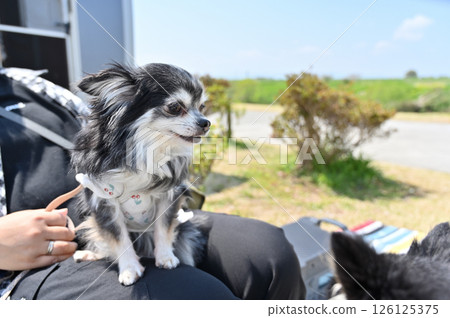Woman enjoying auto camping with her dog, Chihuahua, camper Woman enjoying auto camping with her dog, Chihuahua, camper 126125375