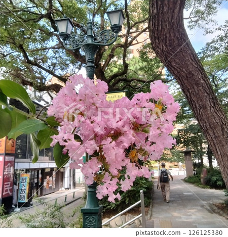 心形花簇 126125380