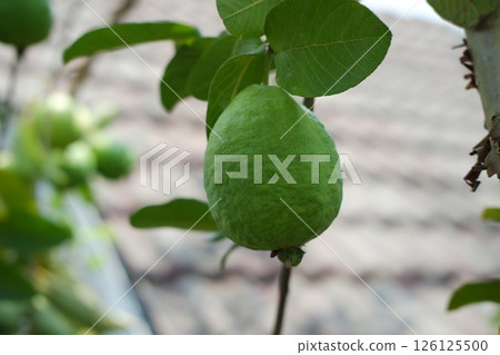 Green Guava Growing in the Morning Light Green Guava Growing in the Morning Light 126125500