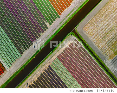 Aerial view of colorful agricultural fields with perfectly aligned rows, creating a stunning geometric pattern of green, purple, and brown crops divided water canal. Aerial view of colorful agricultural fields with perfectly aligned rows, creating a stunning geometric pattern of green, purple, and brown crops divided water canal. 126125519