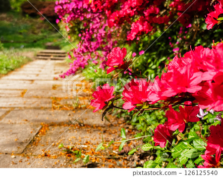 A walkway with a path of flowers in the background A walkway with a path of flowers in the background 126125540