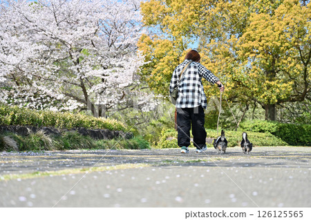 A woman walking her dog with a camera along a row of cherry blossom trees in full bloom 126125565