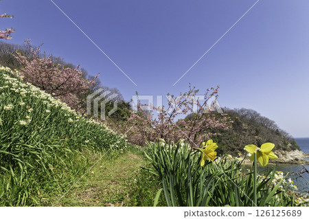 Daffodils and Kawazu cherry blossoms in full bloom against the blue spring sky 126125689