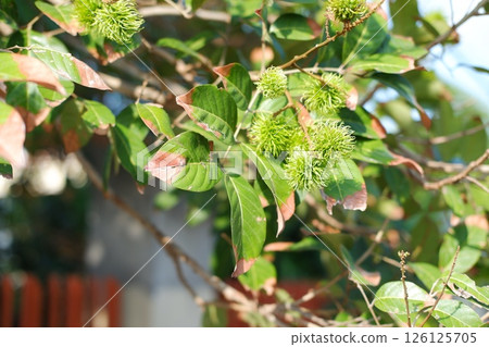 Green Rambutan Growing on the Tree 126125705