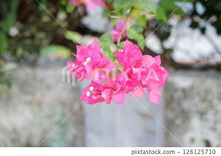 Bougainvillea flowers in the garden with natural background. Bougainvillea flowers in the garden with natural background. 126125710