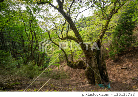 Fresh greenery of the giant horse chestnut tree on Mount Kimio (Ayabe City, Kyoto Prefecture) Fresh greenery of the giant horse chestnut tree on Mount Kimio (Ayabe City, Kyoto Prefecture) 126125758