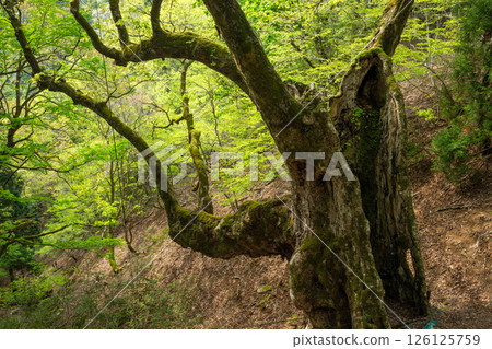 君尾山巨型七葉樹的新綠（京都府綾部市） 126125759