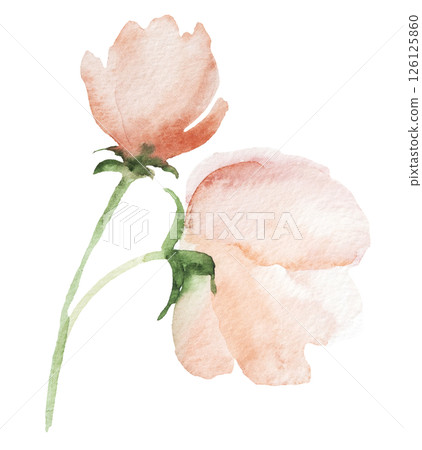Watercolor light pink wild flowers isolated illustration, floral wedding and greeting element Watercolor light pink wild flowers isolated illustration, floral wedding and greeting element 126125860