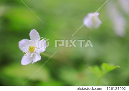 A field of lilies in Katla Valley, Mount Kongo 126125902
